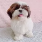 シーズー【埼玉県・女の子・2024年12月28日・ゴールド&ホワイト】の写真2