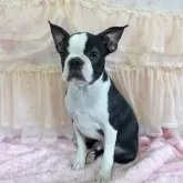 ボストンテリア【埼玉県・男の子・2025年4月12日・ボストンカラー】の写真4