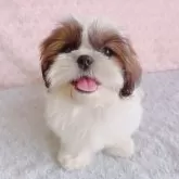 シーズー【埼玉県・女の子・2024年12月28日・ゴールド&ホワイト】の写真5