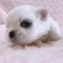 ペキニーズ【埼玉県・男の子・2025年10月30日・ホワイト&クリーム】の写真6