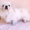 ペキニーズ【埼玉県・男の子・2025年2月4日・ホワイト&クリーム】の写真7