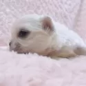 ペキニーズ【埼玉県・男の子・2025年10月30日・ホワイト&クリーム】の写真7