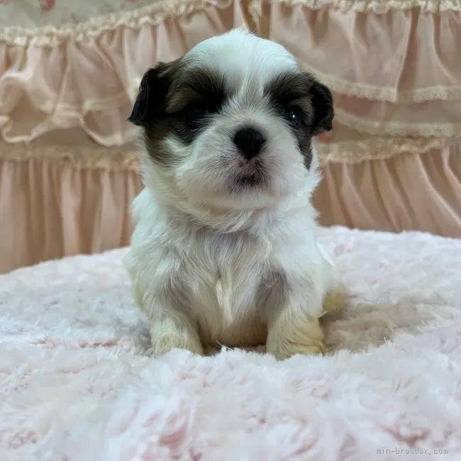 ID:2202-00447の子犬