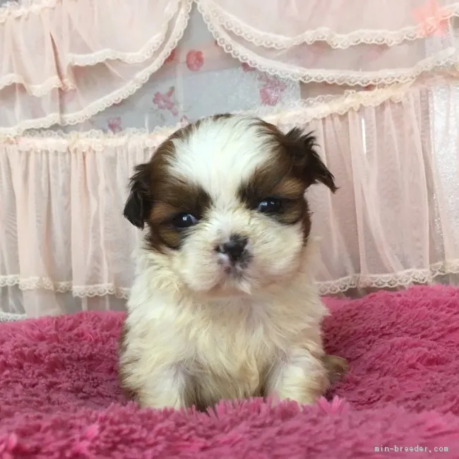 ID：1903-01179の子犬