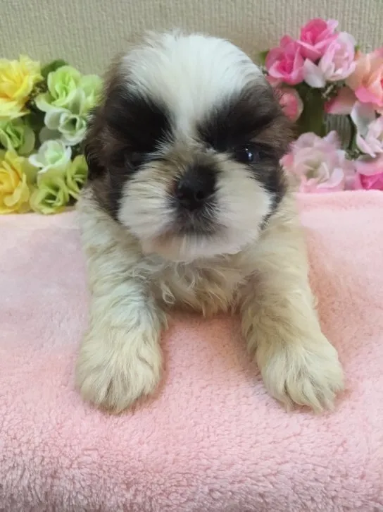 ID:1608-00100の子犬