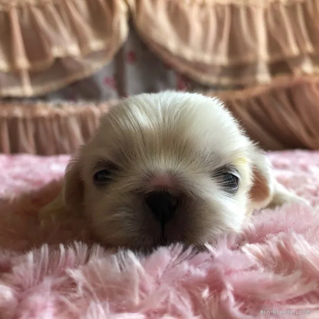 ID：2008-00496の子犬