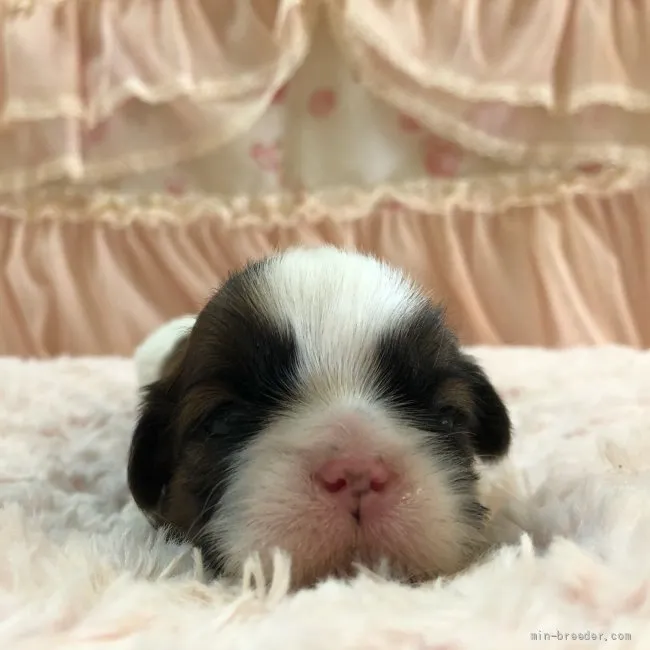 ID:2111-02742の子犬