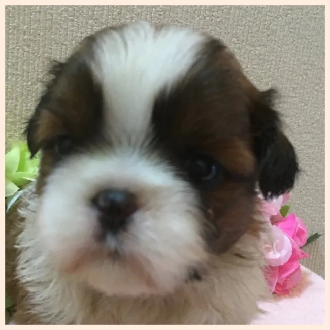ID:1610-00877の子犬