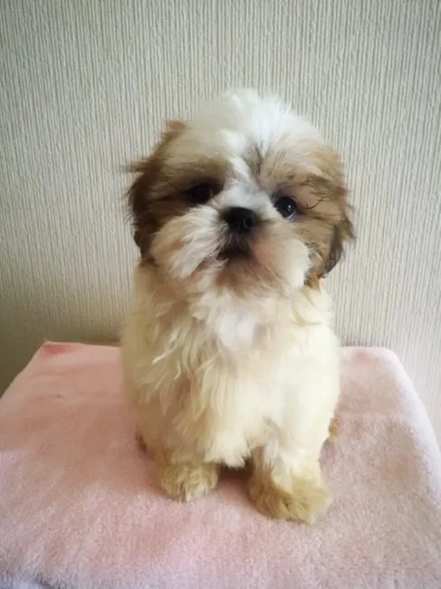 ID：1607-00817の子犬