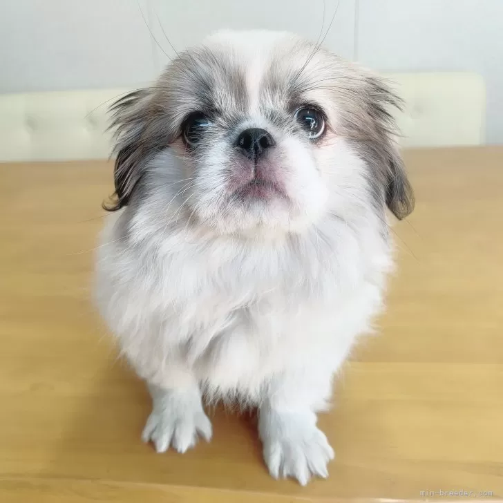 ID:2406-01608の子犬
