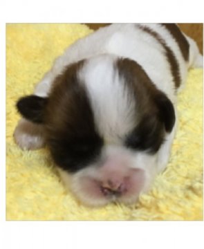 シーズー【埼玉県・女の子・2015年11月1日・ホワイト&ゴールド】の写真「ムチムチコロコロした子犬」