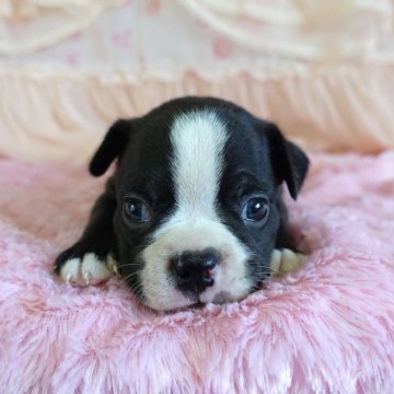 ボストンテリア【埼玉県・男の子・2024年6月29日・ボストンカラー】の写真「長男くん♡」