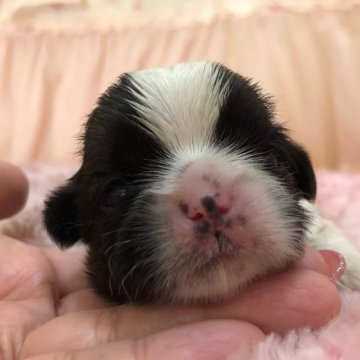 シーズー【埼玉県・男の子・2020年6月5日・ゴールド&ホワイト】の写真「可愛いお顔の男の子です♡」