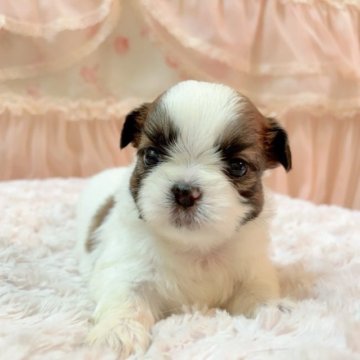 シーズー【埼玉県・女の子・2023年5月21日・ゴールド&ホワイト】の写真「長女ちゃん♡」