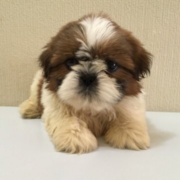シーズー【埼玉県・男の子・2017年2月19日・ゴールド&ホワイト】の写真「かわいい男の子」