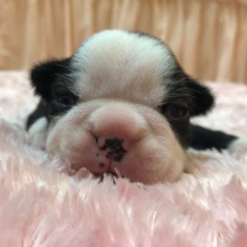ボストンテリア【埼玉県・女の子・2021年4月24日・ボストンカラー】の写真「三女ちゃん♡」