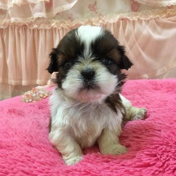 シーズー【埼玉県・女の子・2018年2月11日・ゴールド&ホワイト】の写真「小さなお姫様です」