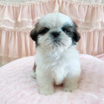 シーズー【埼玉県・男の子・2023年10月8日・ゴールド&ホワイト】の写真「長男くん♡」