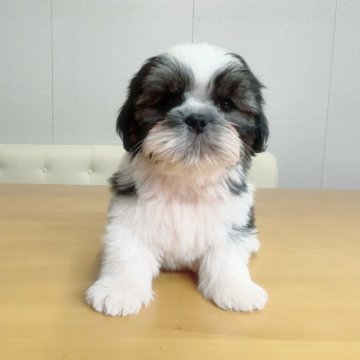 シーズー【埼玉県・男の子・2024年6月30日・ブラック&ホワイト】の写真「次男くん♡」