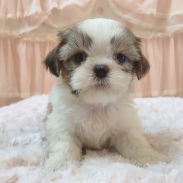シーズー【埼玉県・女の子・2023年7月15日・ゴールド&ホワイト】の写真「三女ちゃん♡」