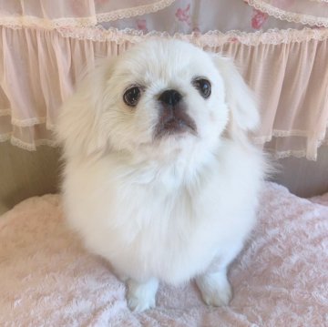 ペキニーズ【埼玉県・女の子・2023年8月5日・ホワイト&クリーム】の写真「明るい四女ちゃん♡」