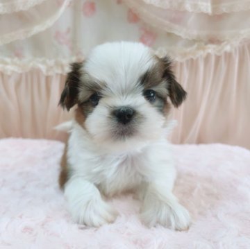 シーズー【埼玉県・女の子・2024年3月12日・ゴールド&ホワイト】の写真「次女ちゃん♡」