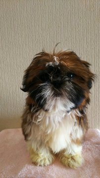 シーズー【埼玉県・女の子・2016年10月4日・ゴールド&ホワイト】の写真「ハイテンションな女の子」