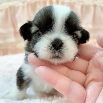 シーズー【埼玉県・男の子・2023年4月16日・ゴールド&ホワイト】の写真「ちっちゃな三男くん♡」