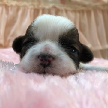 シーズー【埼玉県・女の子・2021年2月22日・ゴールド&ホワイト】の写真「次女ちゃん♡」