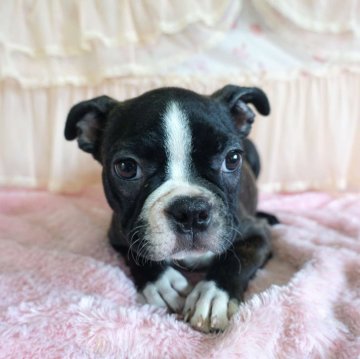 ボストンテリア【埼玉県・女の子・2024年4月8日・ボストンカラー】の写真「次女ちゃん♡」