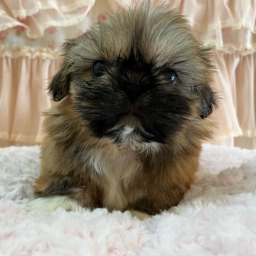 ペキニーズ×シーズー【埼玉県・男の子・2022年1月9日・フォーン】の写真「長男くん♡」