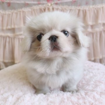 ペキニーズ【埼玉県・男の子・2024年2月5日・ホワイト&クリーム】の写真「次男くん♡見学と同時にお迎えできます！」