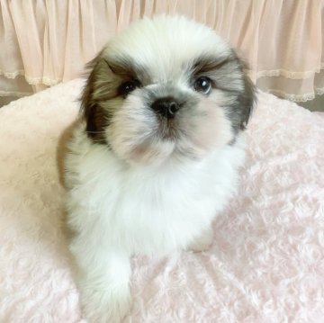 シーズー【埼玉県・男の子・2024年3月12日・ゴールド&ホワイト】の写真「次男くん♡6月2日までの特別価格です。」