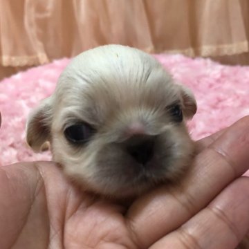 ペキニーズ【埼玉県・女の子・2020年7月24日・クリーム】の写真「小さな女の子です♡」