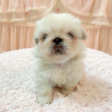 ペキニーズ【埼玉県・女の子・2023年4月16日・ホワイト&クリーム】の写真「かわいい三女ちゃん♡」