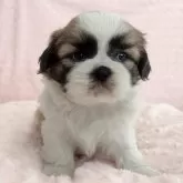 シーズー【埼玉県・男の子・2024年7月30日・ゴールド&ホワイト】の写真3