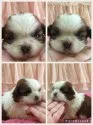 シーズー【埼玉県・男の子・2019年2月24日・ゴールド& ホワイト】の写真5「3月18日撮影」