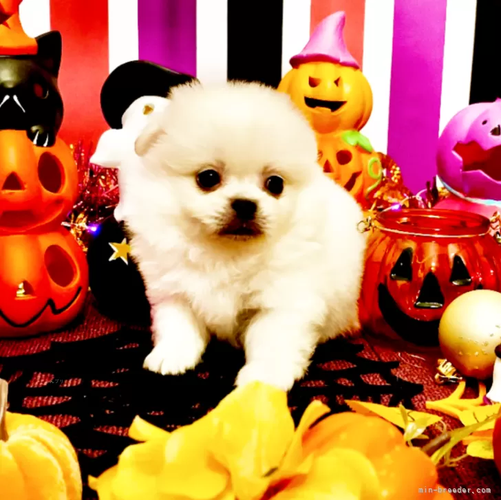 M.N 様のお迎えした子犬