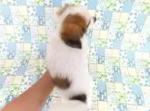 パピヨン【千葉県・男の子・2025年6月23日・ホワイト&レッドセーブル】の写真13