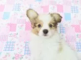 パピヨン【千葉県・男の子・2024年10月21日・ホワイト&レッドセーブル】の写真15