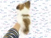 パピヨン【千葉県・男の子・2024年10月21日・ホワイト&レッドセーブル】の写真10「1/7現在の体重は1.68ｋｇです。」