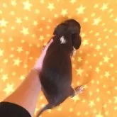 チワワ(ロング)【千葉県・男の子・2025年7月3日・チョコタン&ホワイト】の写真10