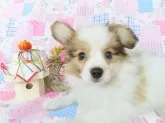 パピヨン【千葉県・男の子・2024年10月21日・ホワイト&レッドセーブル】の写真14