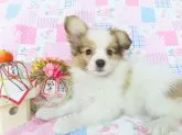 パピヨン【千葉県・男の子・2024年10月21日・ホワイト&レッドセーブル】の写真11「12/22現在の体重は1.3ｋｇです。」