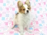 パピヨン【千葉県・男の子・2024年10月21日・ホワイト&レッドセーブル】の写真3