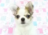 チワワ(ロング)【千葉県・男の子・2024年10月28日・ホワイト&レッド】の写真12「混合ワクチン一回接種済み」
