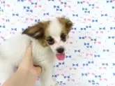 パピヨン【千葉県・男の子・2025年6月23日・ホワイト&レッドセーブル】の写真7