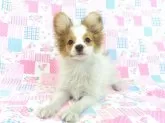 パピヨン【千葉県・男の子・2024年10月21日・ホワイト&レッドセーブル】の写真2