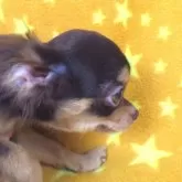 チワワ(ロング)【千葉県・男の子・2025年7月3日・チョコタン&ホワイト】の写真9「11/7現在の体重は1.345ｋｇです。」