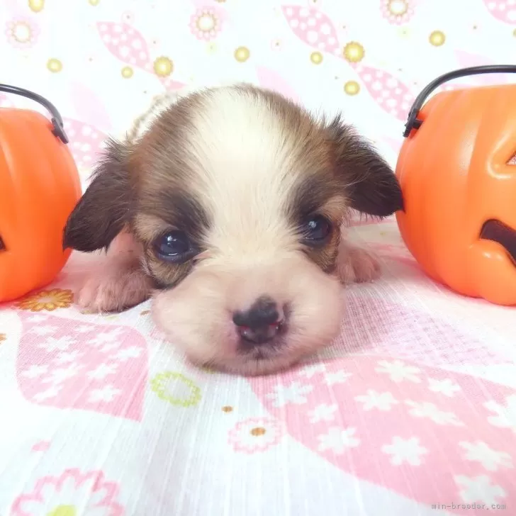 ID：2509-07956の子犬